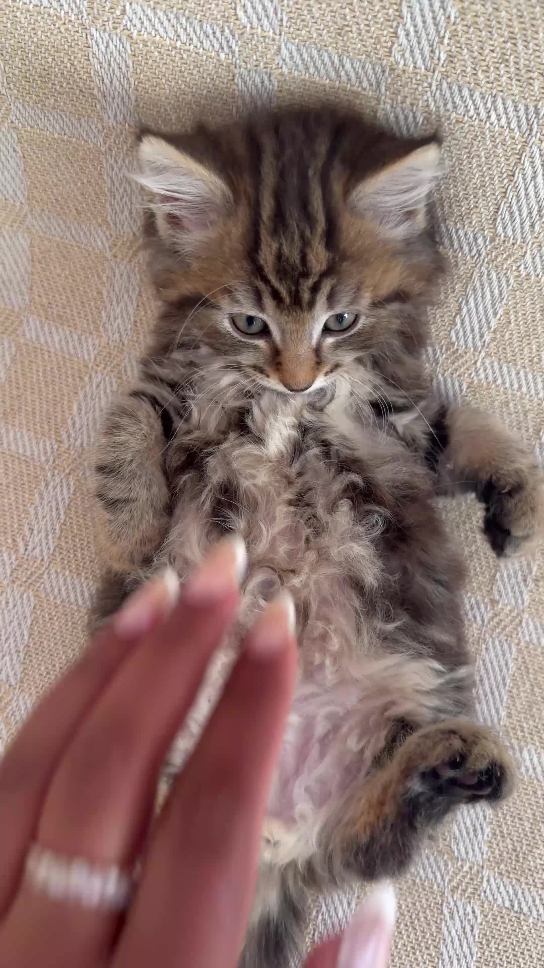 Maine Coon cats for sale: X3 Maine Coon Tabbys  - Video 2
