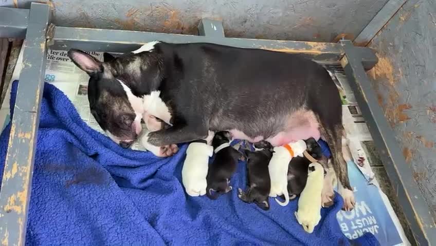 English Bull Terrier dogs for sale: English Bull Terriers Champion Bloodlines  - Video 1