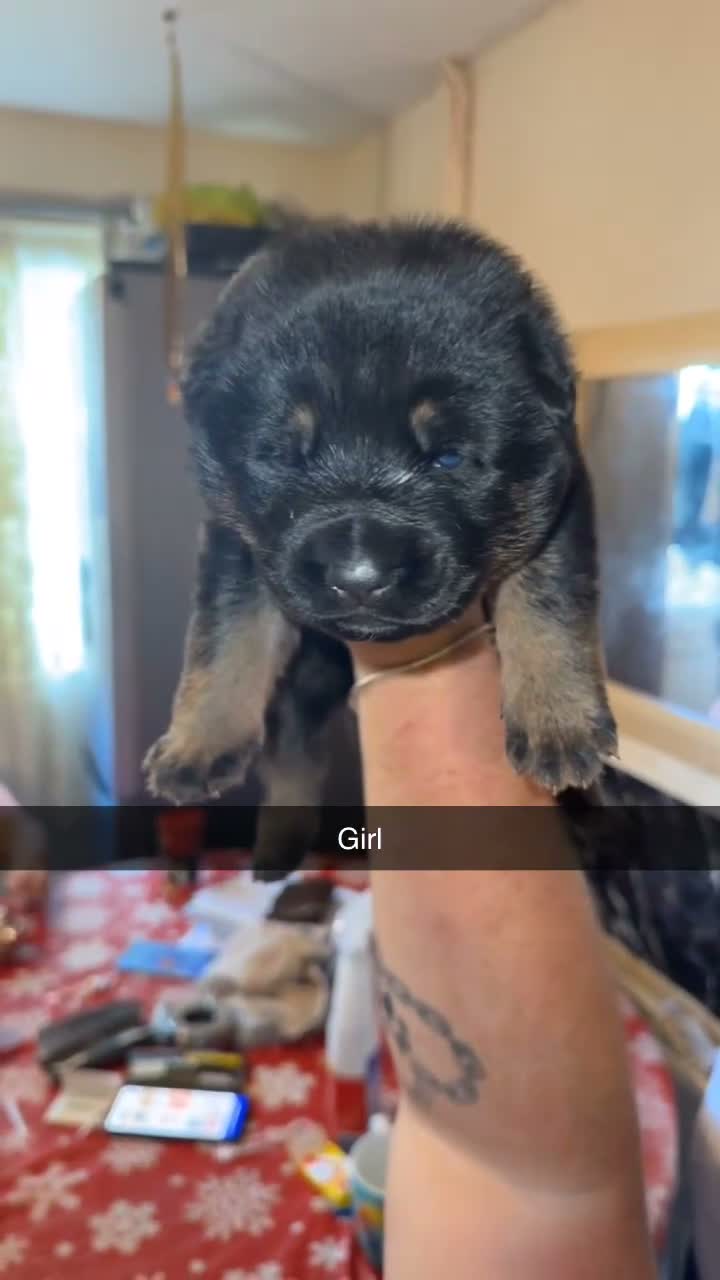German Shepherd dogs for sale: 🐾 German Shepherd Pups for Sale Only 2 Available - Video 1