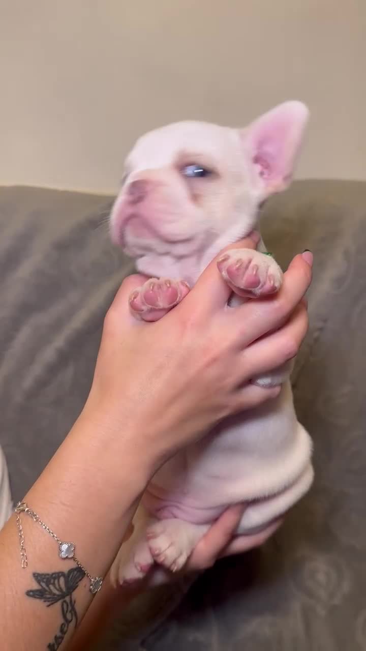 French Bulldog dogs for sale: French bulldog pups  - Video 5