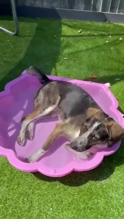 Mixed Breed dogs for adoption: WILSON - 2 Years old, Male, Hound Mix in Mold - Video 2