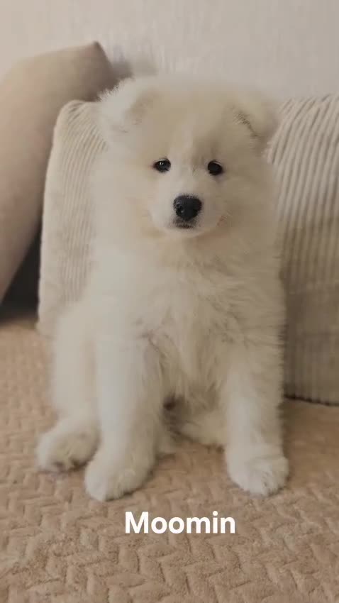 Samoyed dogs for sale: Beautiful Samoyed Puppies! ✨* - Video 3