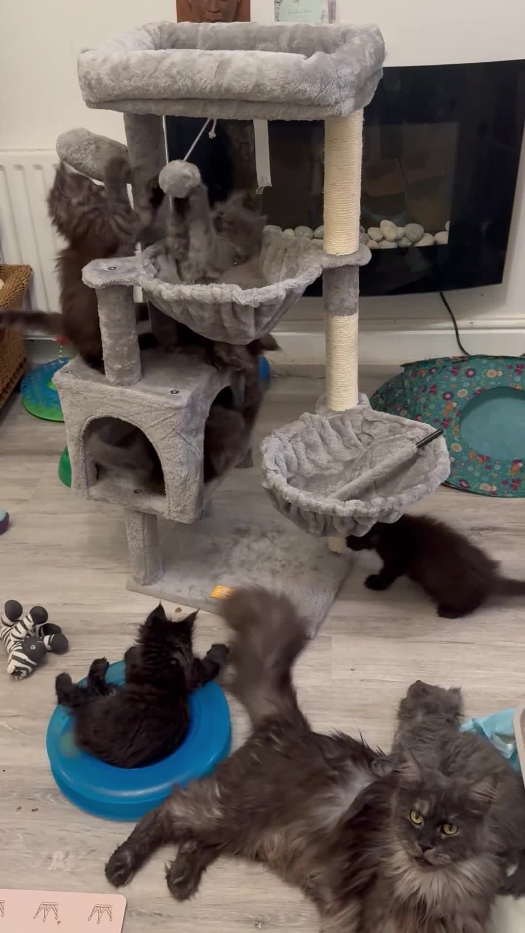 Maine Coon cats for sale: Beautiful large Maine Coon Kittens - Video 1