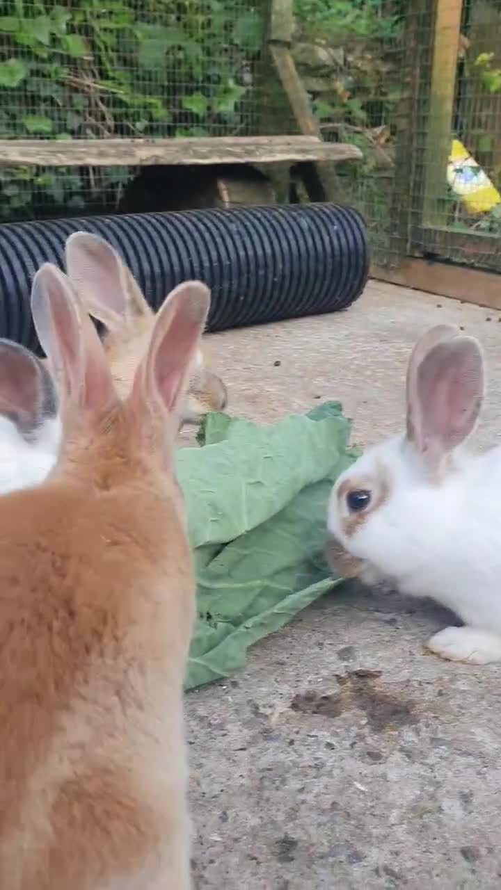 Mixed Breed rabbits for sale: 3 litters of mixed rabbits - Video 1