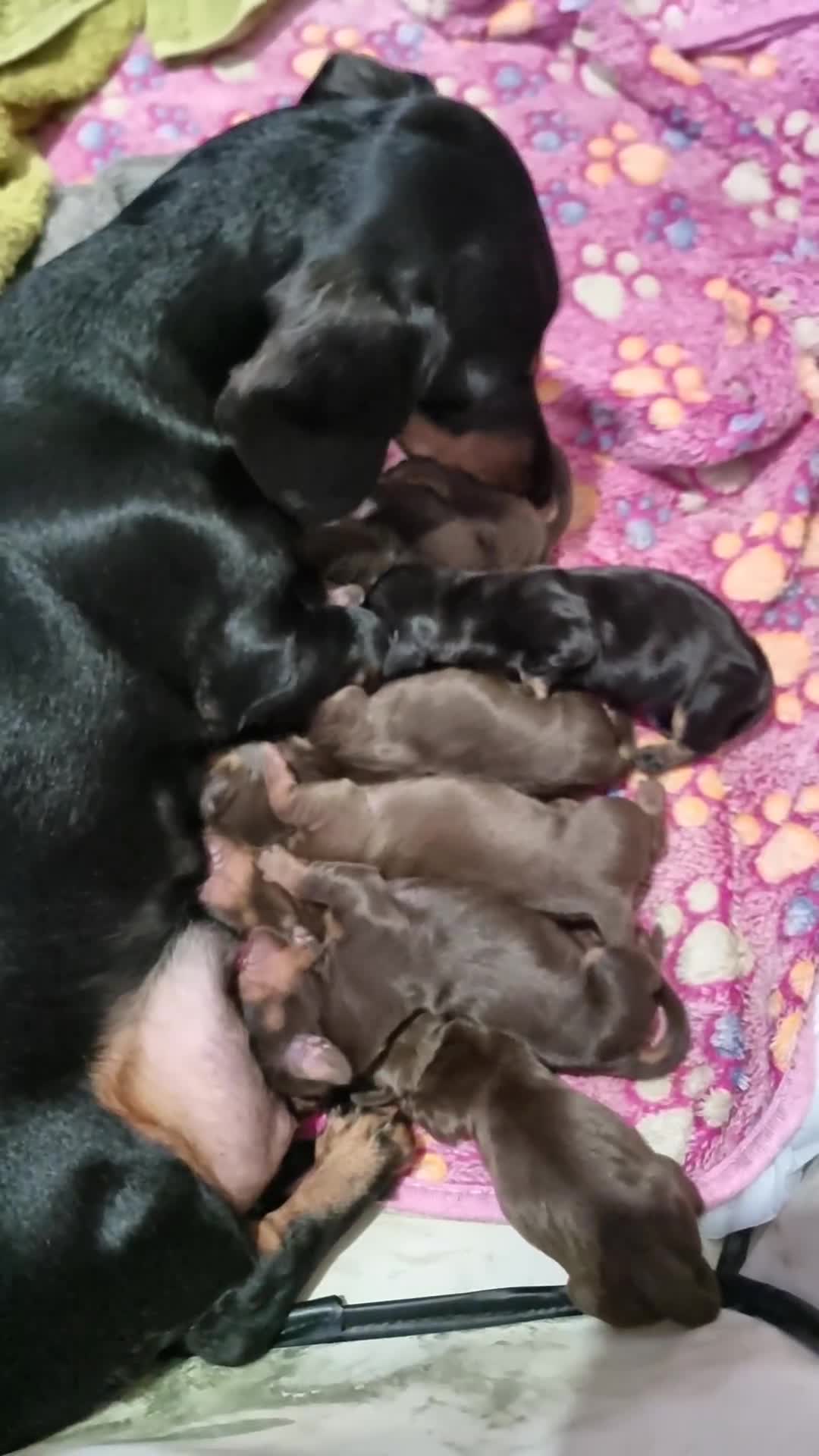 Miniature Dachshund dogs for sale: Miniature dachshund puppies  - Video 1