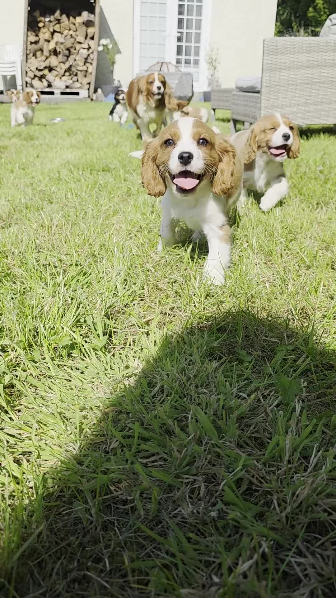 Cavalier King Charles Spaniel dogs for sale: Cavalier King Charles Puppies  - Video 1