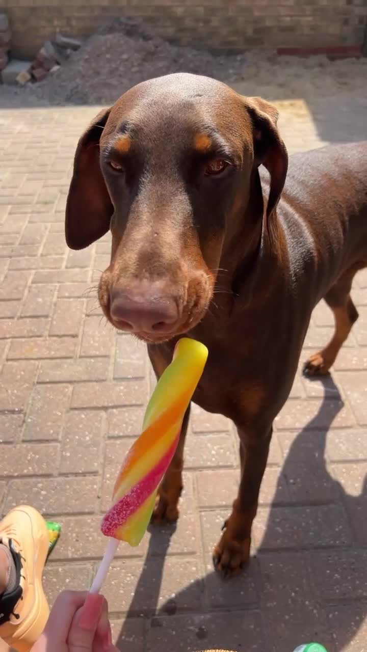 Dobermann dogs for sale: KC Registered Doberman Puppies 🐾 - Video 5