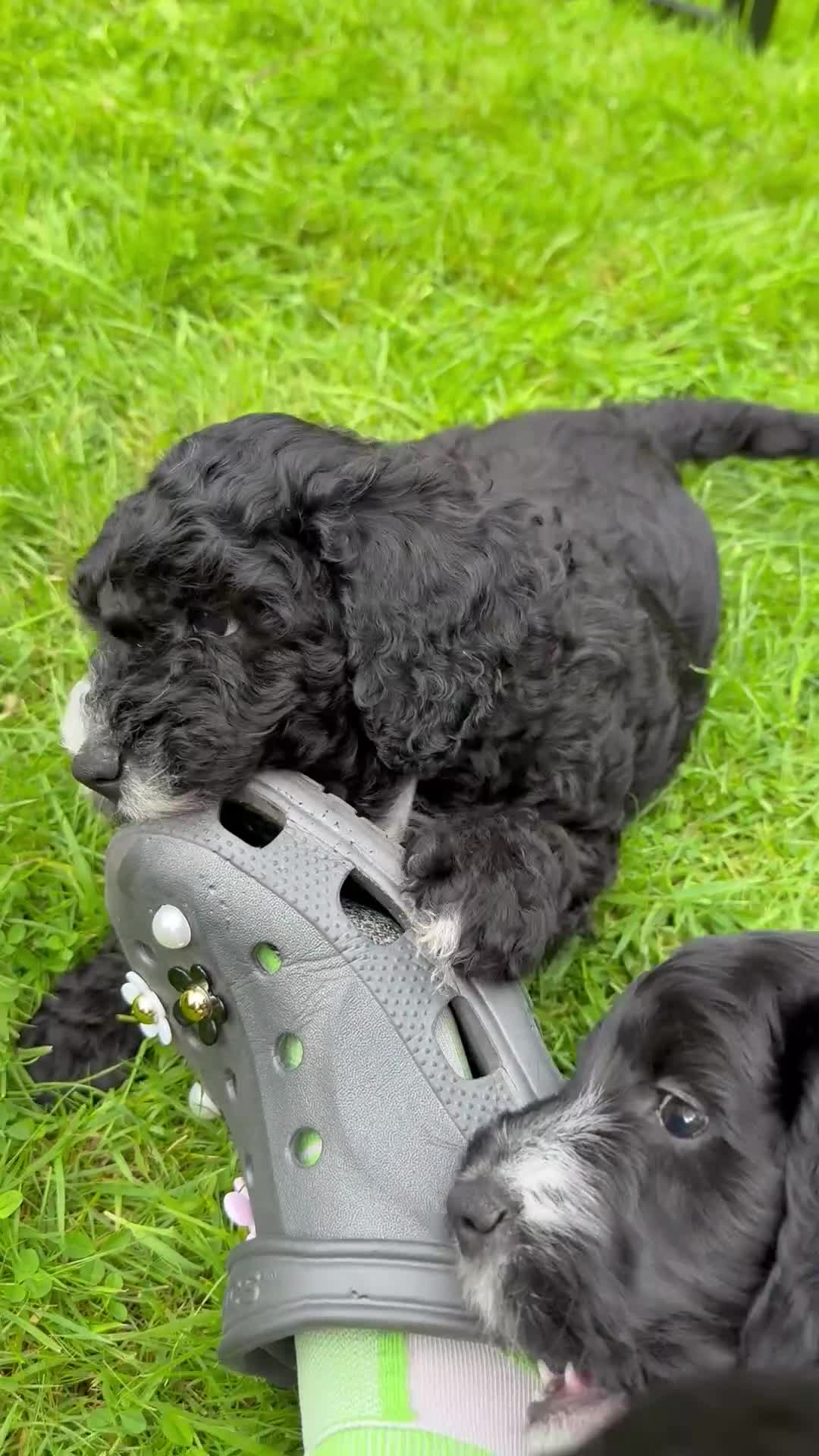 Cockapoo dogs for sale: 🐾 Gorgeous F2 Cockapoo Puppies 🐾 - Video 3