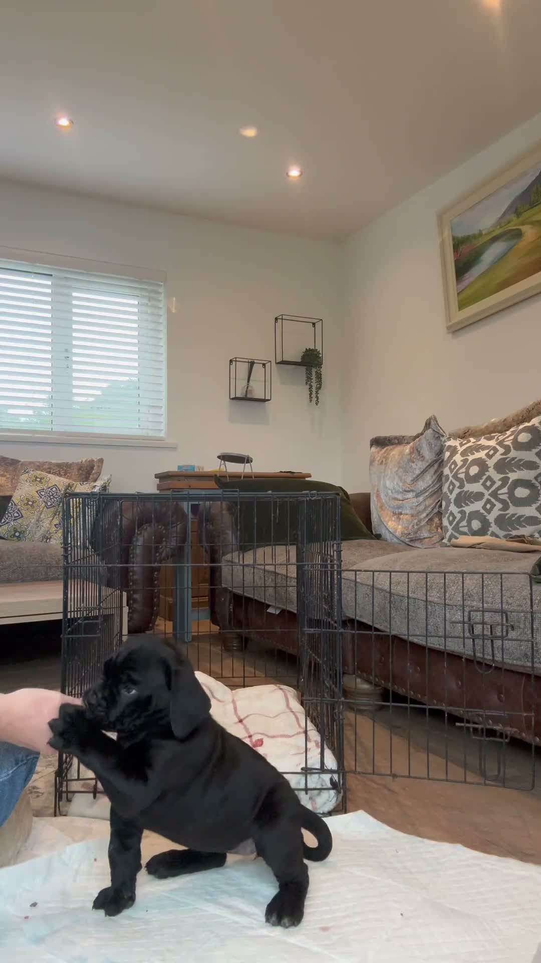 Cane Corso dogs for sale: Cane corso litter  - Video 1
