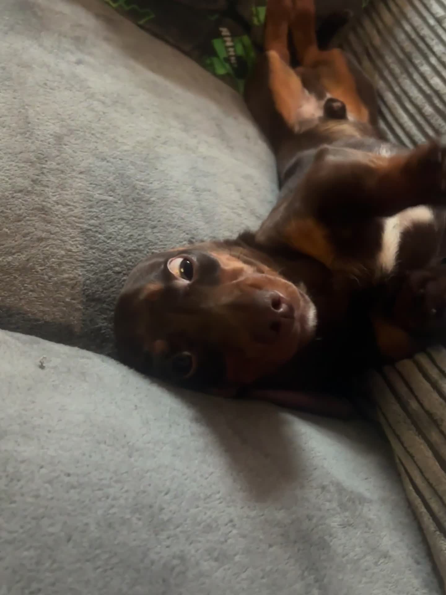Miniature Dachshund dogs for sale: Miniature dachshund male Ozzy - Video 1