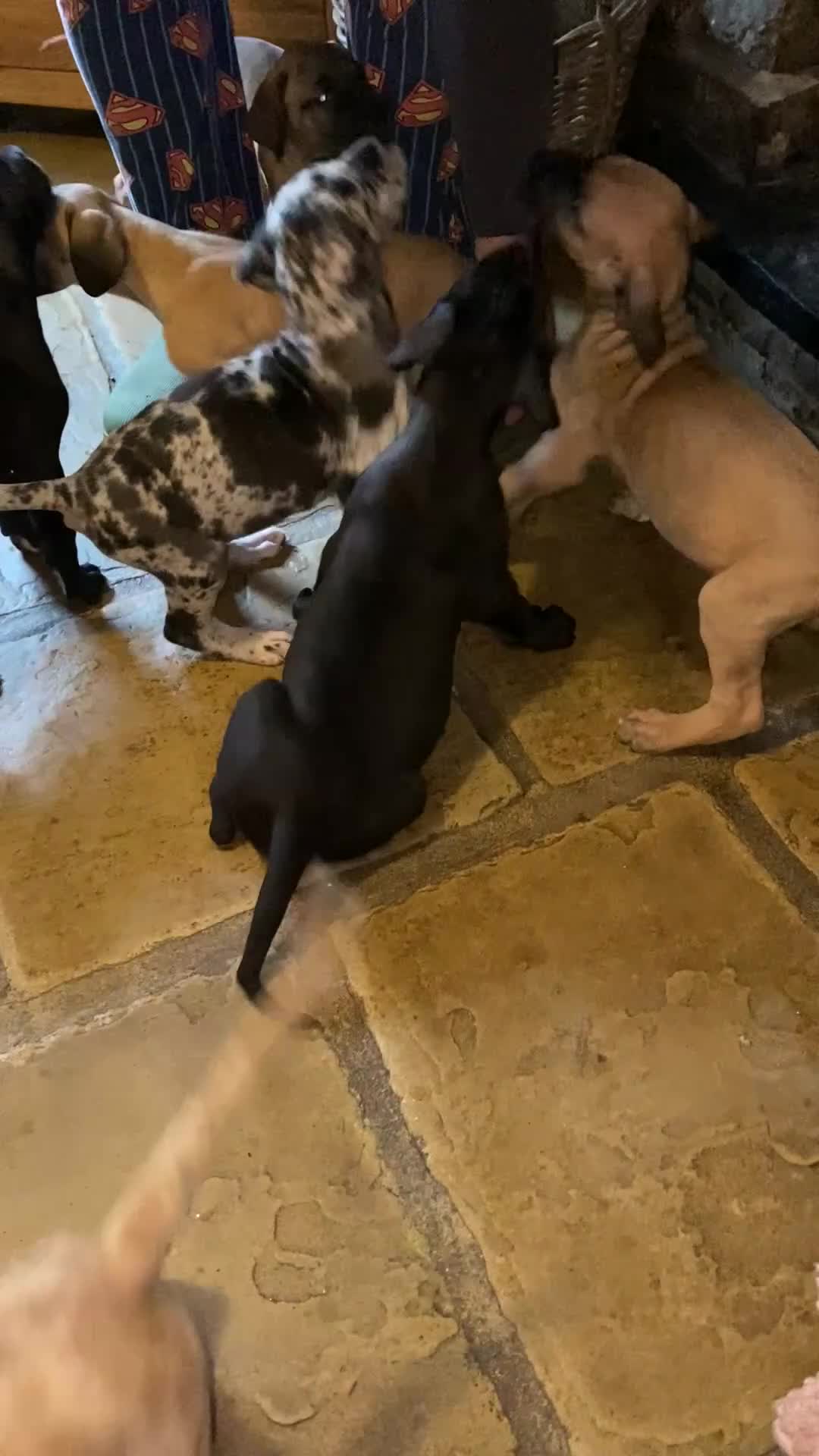 Great Dane dogs for sale: Beautiful kc reg Great Dane puppies - Video 1