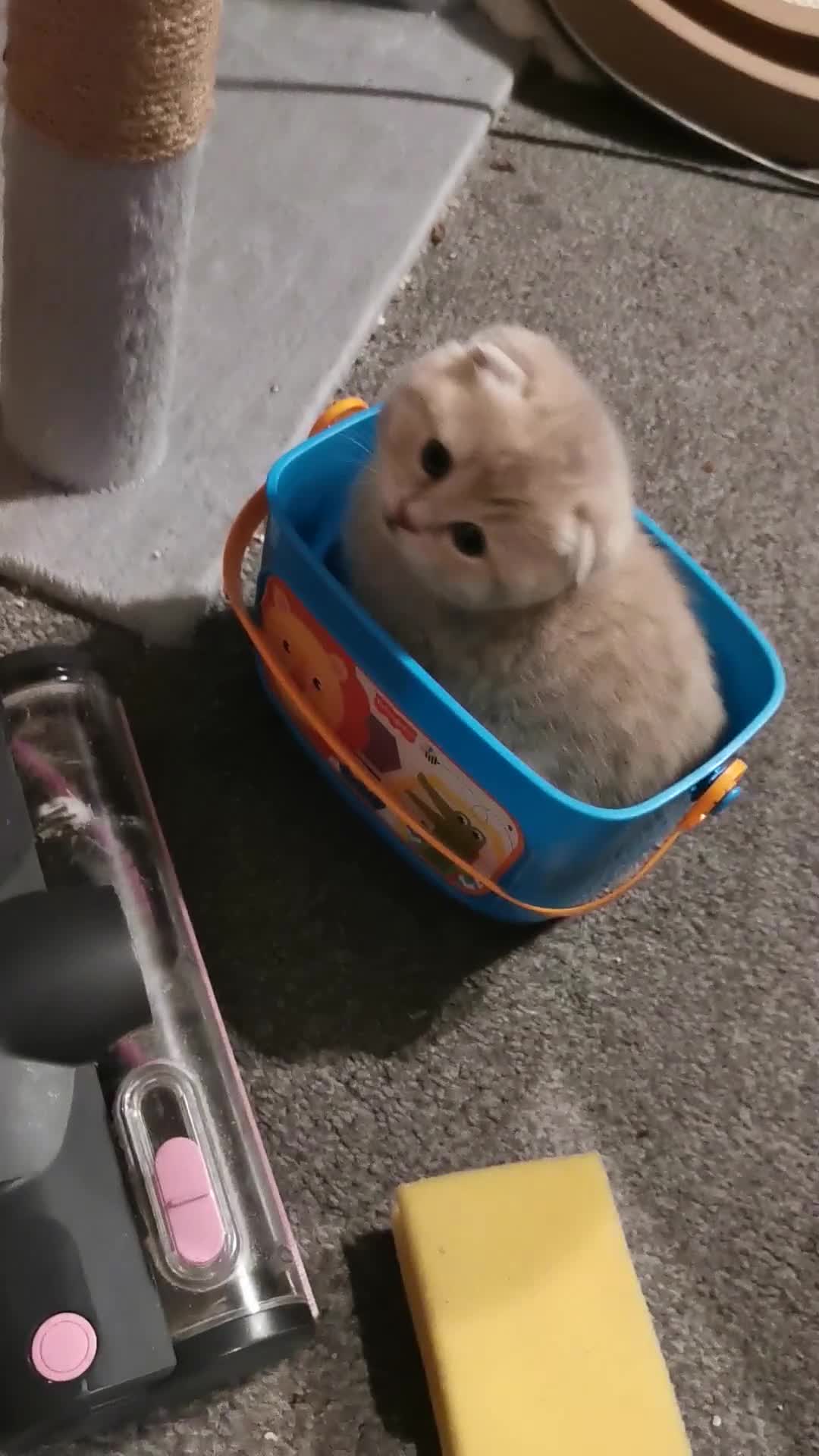 Scottish Fold cats for sale: 5 Beautiful Scottish Kittens Ready for Homes 🐾 - Video 1