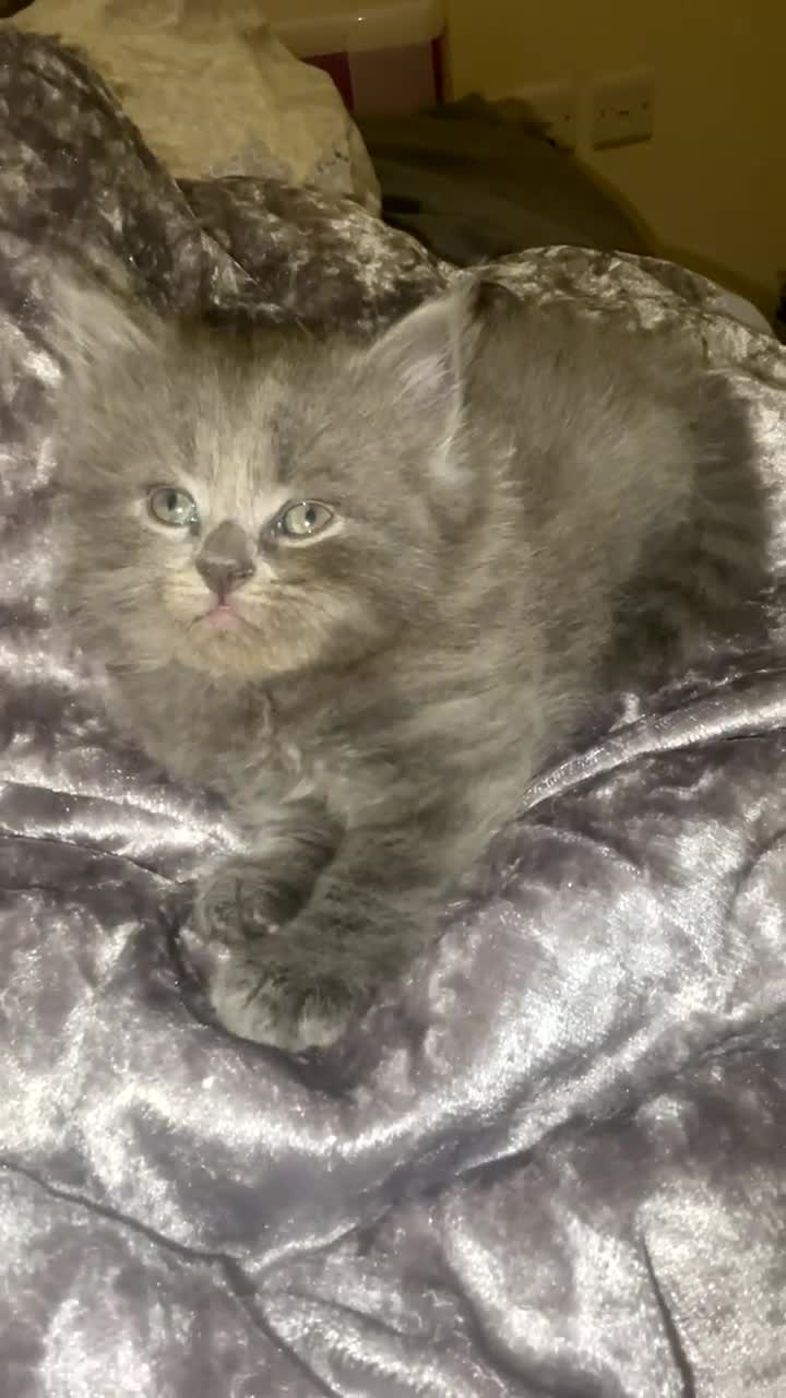 British Shorthair cats for sale: Beautiful British shorthair kittens - Video 1