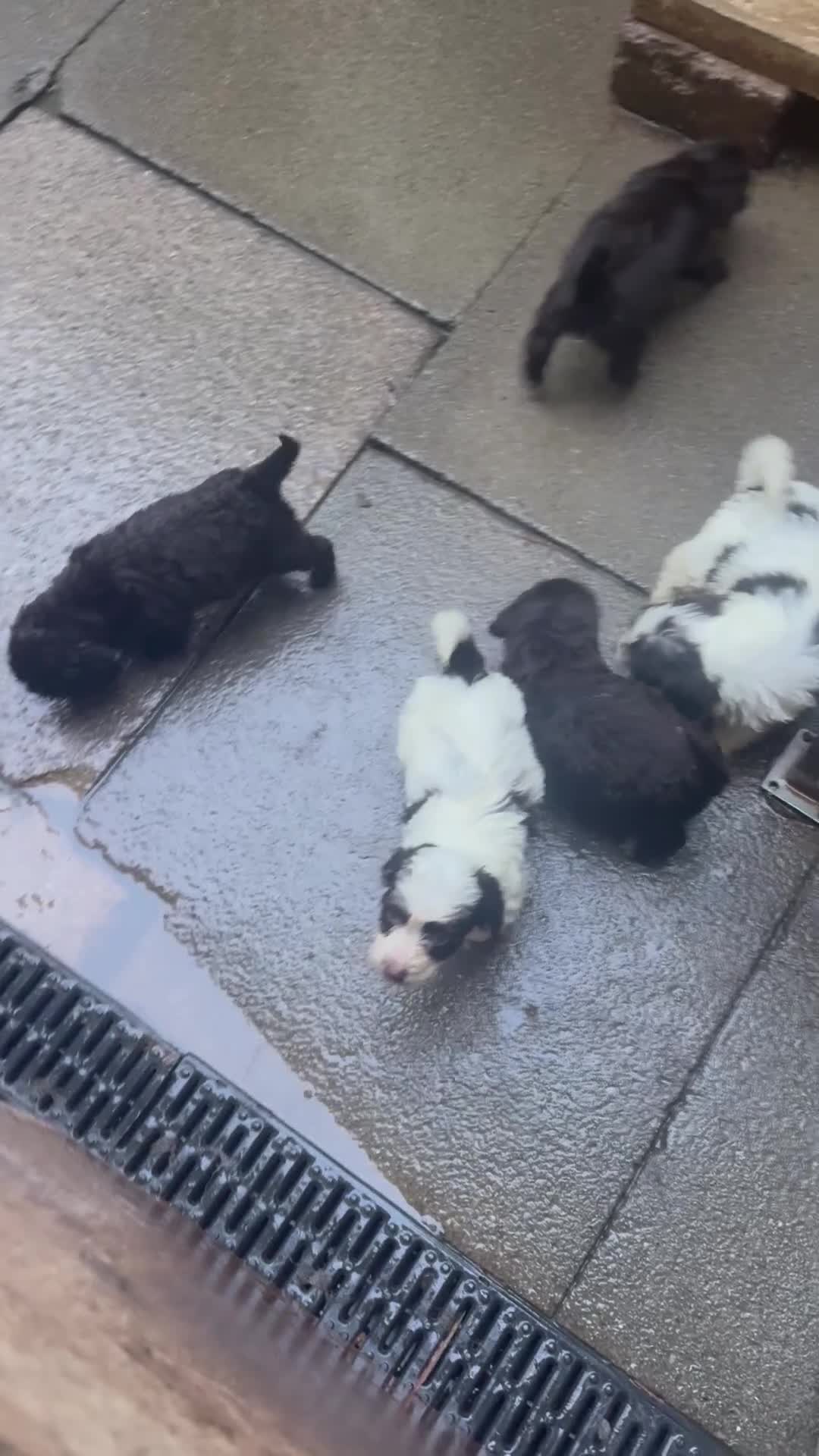 Cockapoo dogs for sale: Miniature cockapoos - Video 4