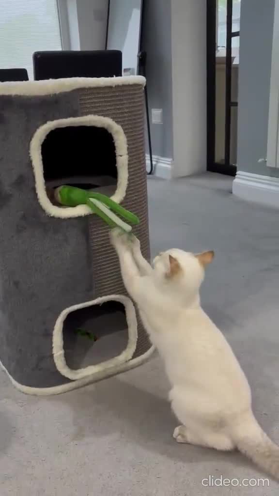 British Shorthair cats for sale: Rare Bonded Pair British Shorthairs - Video 2