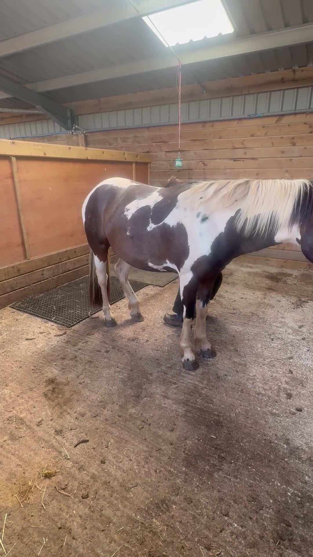 Appaloosa horses for sale: Rodney 14.1/2 2 Year old gelding Appaloosa X Cob - Video 1