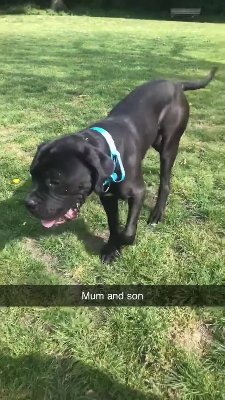 Cane Corso dogs for sale: GORGEOUS CANE CORSO in Mitcham - Video 1