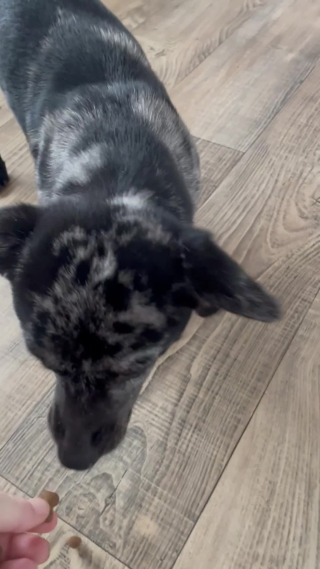 Mixed Breed dogs for sale: Pom weenie  - Video 1