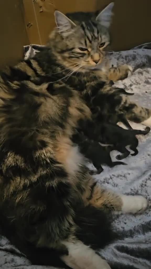 Maine Coon cats for sale: Maine coon × Siberian - Video 2