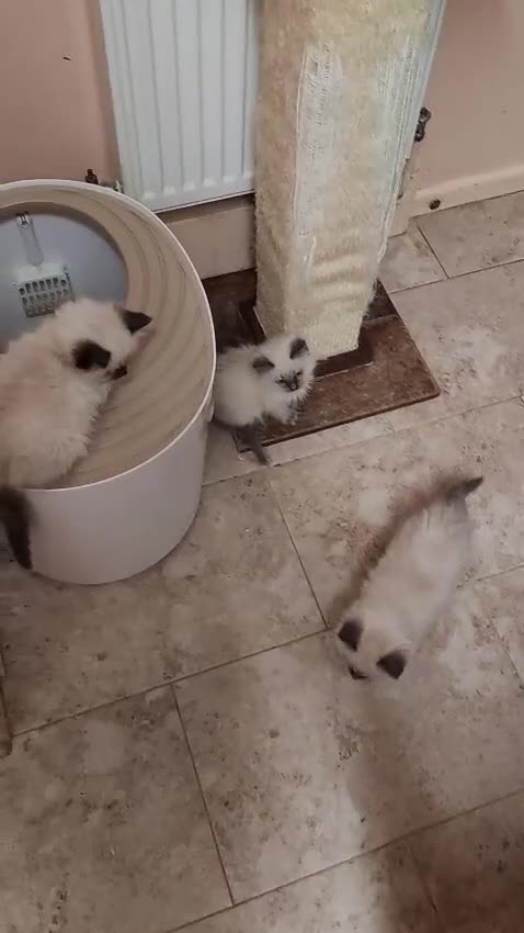 Ragdoll cats for sale: Pure Ragdoll Kittens - Video 1