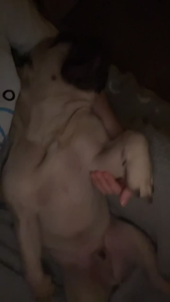 French Bulldog dogs for sale: 🐾3yr Old Frenchie looking for his forever home🐾 - Video 4