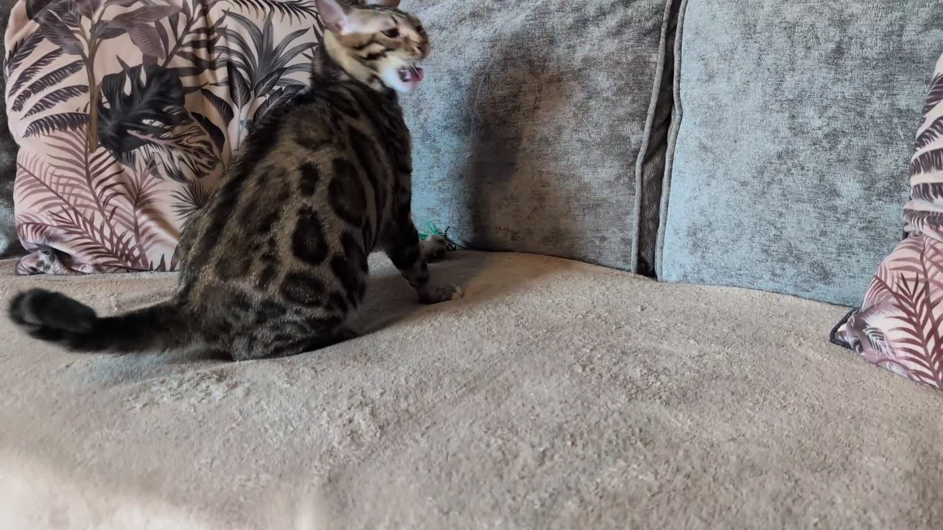 Bengal cats for sale: 🖤🤎 Beautiful Bengal 🤎🖤 - Video 2