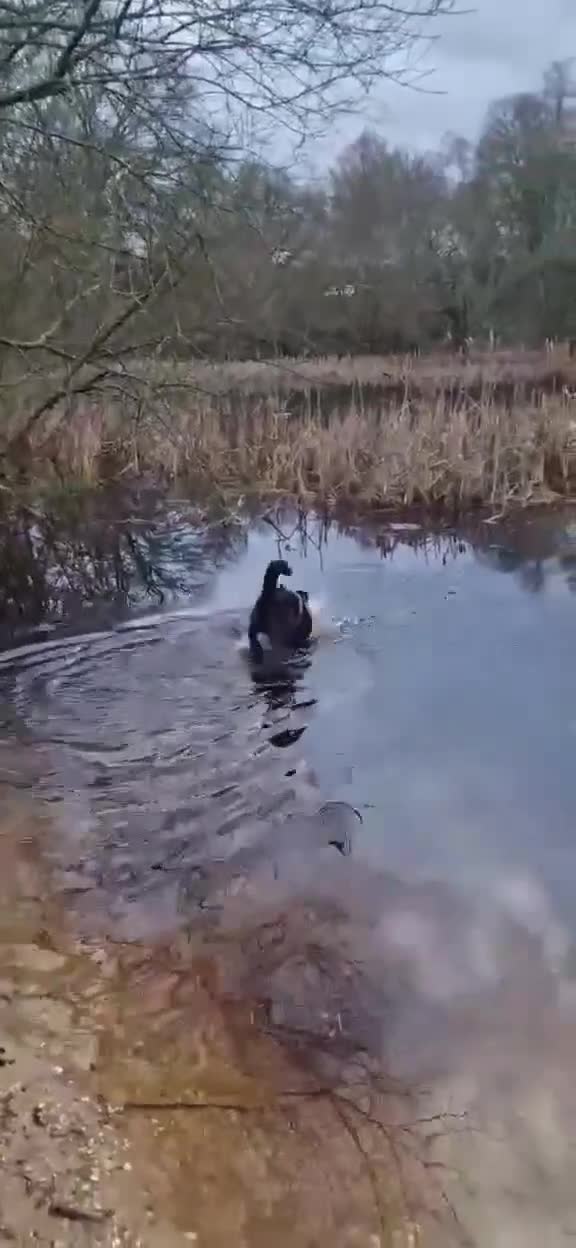 Mixed Breed dogs for adoption: FLEUR-happy&playful girl/ loves dogs/ affectionate - Video 1