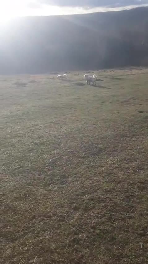 Mixed Breed dogs for adoption: 🐾Meet NORMAN 🐾 - a Lovely Boy for a Loving Home  - Video 4