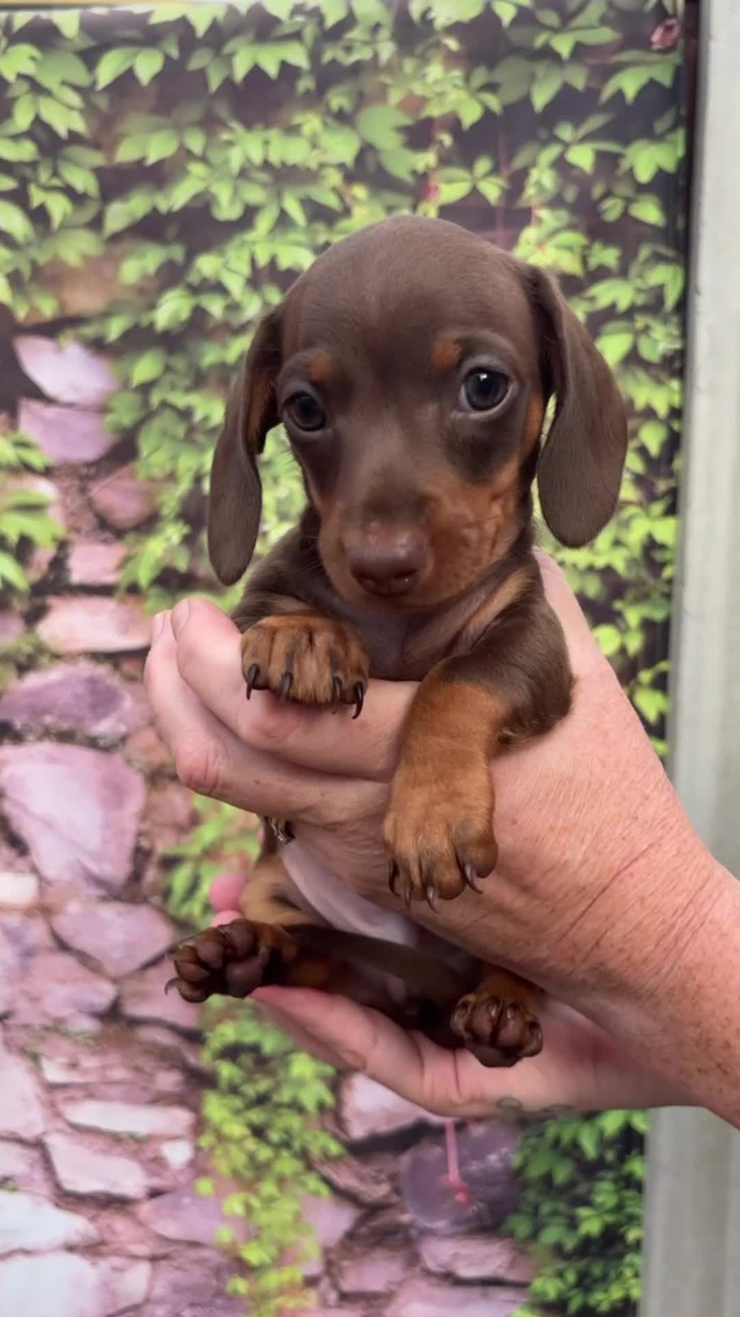 Miniature Dachshund dogs for sale: Top Tier Miniature Dachshunds available!! 😍🤩 - Video 4