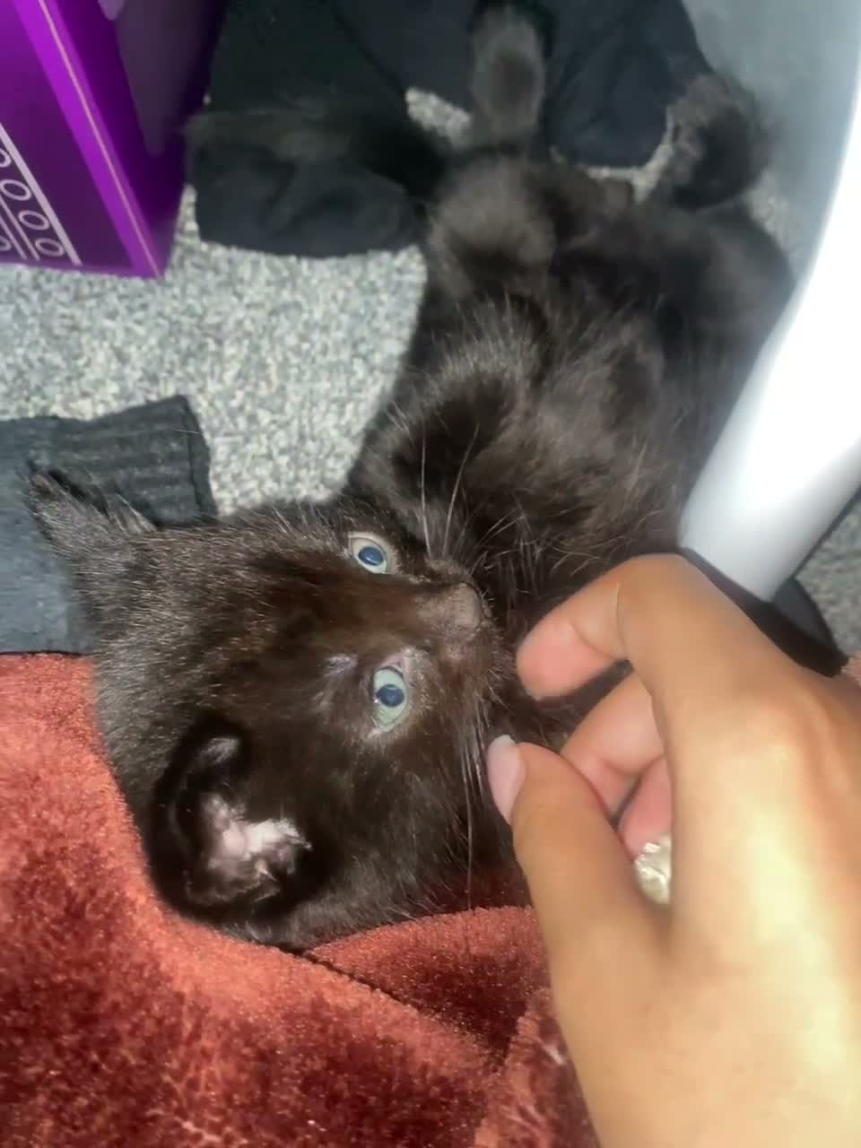 Mixed Breed cats for sale: Kittens  - Video 1
