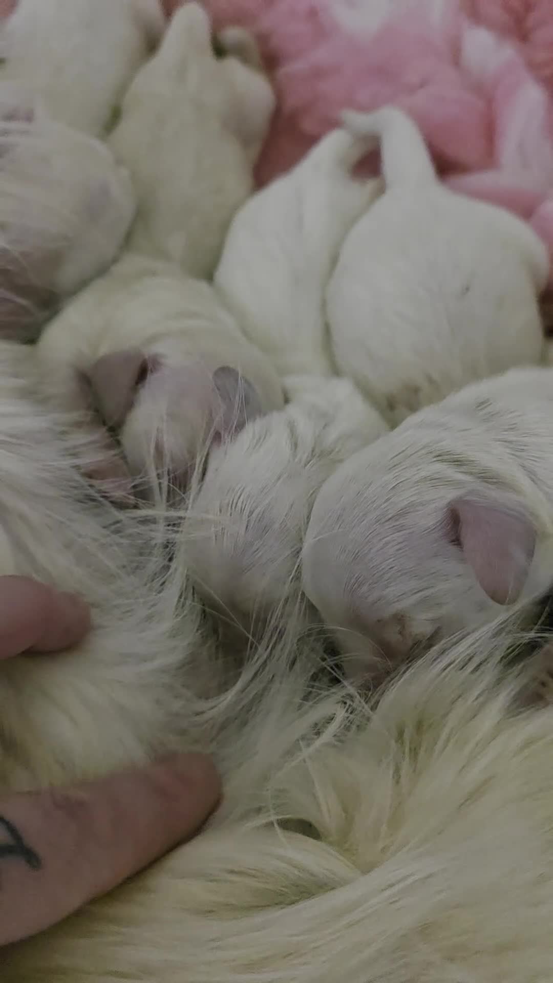 Miniature Dachshund dogs for sale: Exceptional KC Clear Cream longcoat puppies - Video 1