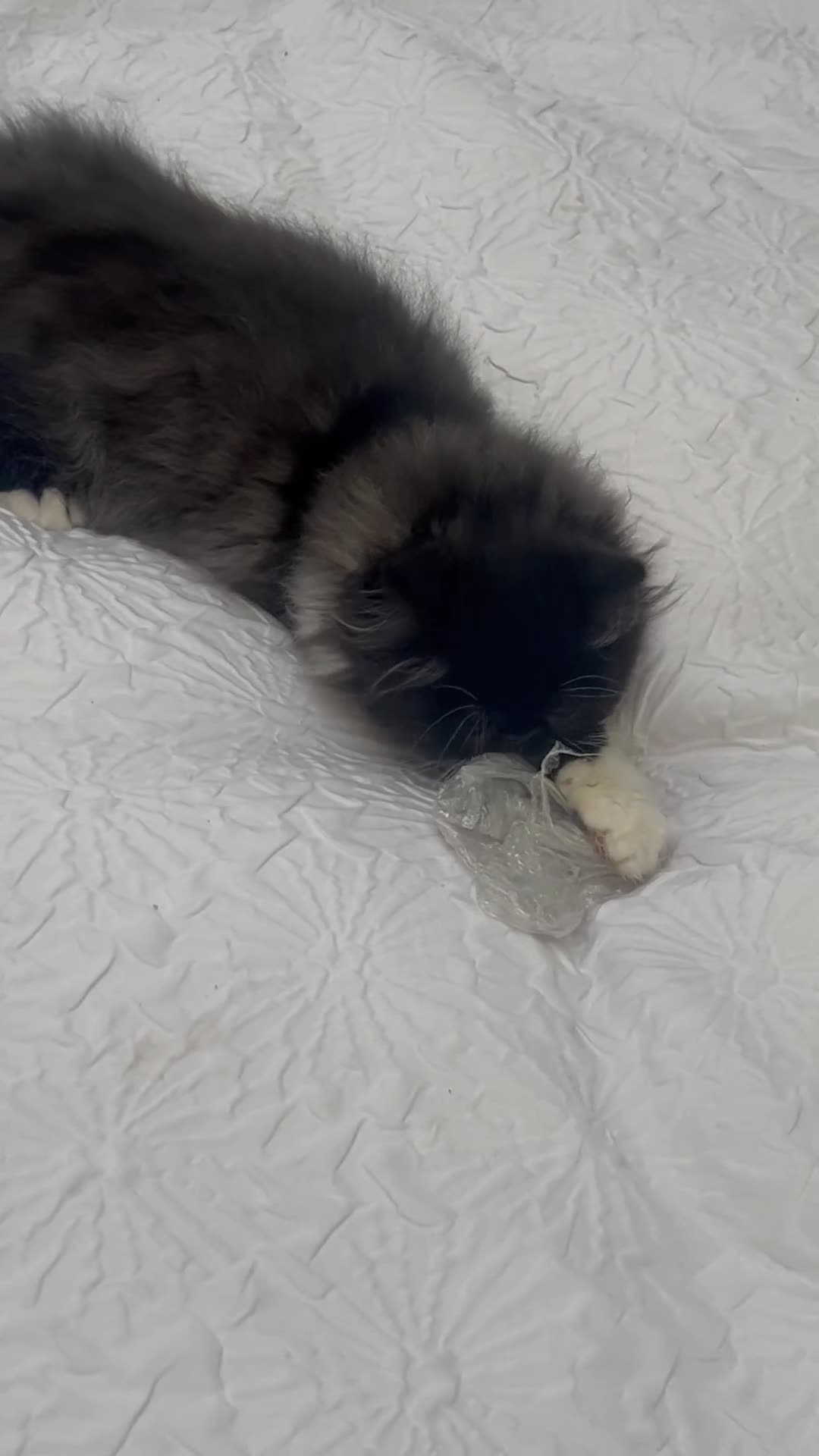 Persian cats for sale: Persian male GCCF ‘active’ registered - Video 1
