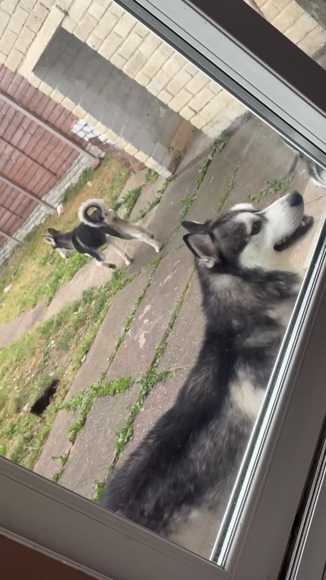 Siberian Husky dogs for sale: 2 year old Siberian husky  - Video 1