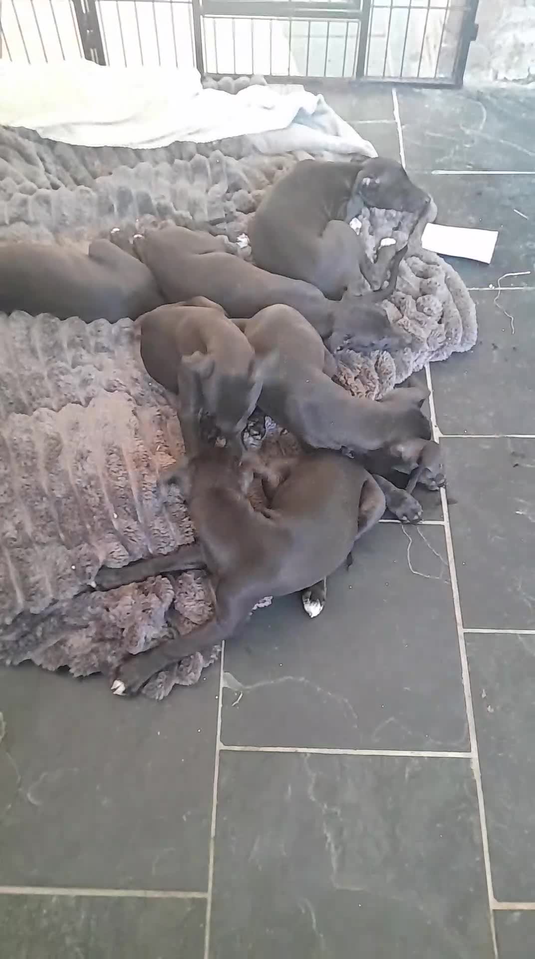 Whippet dogs for sale: Black whippet pups ready Now  - Video 1