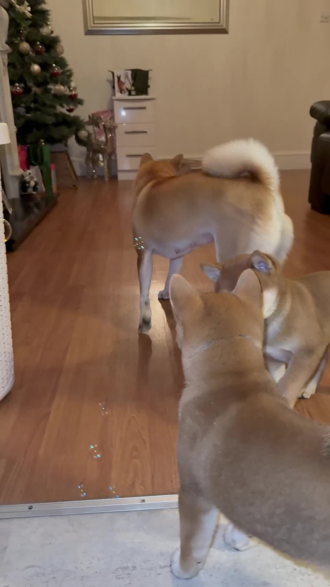 Japanese Shiba Inu dogs for sale: Japanese Shiba Inu 🇯🇵🩷 - Video 1