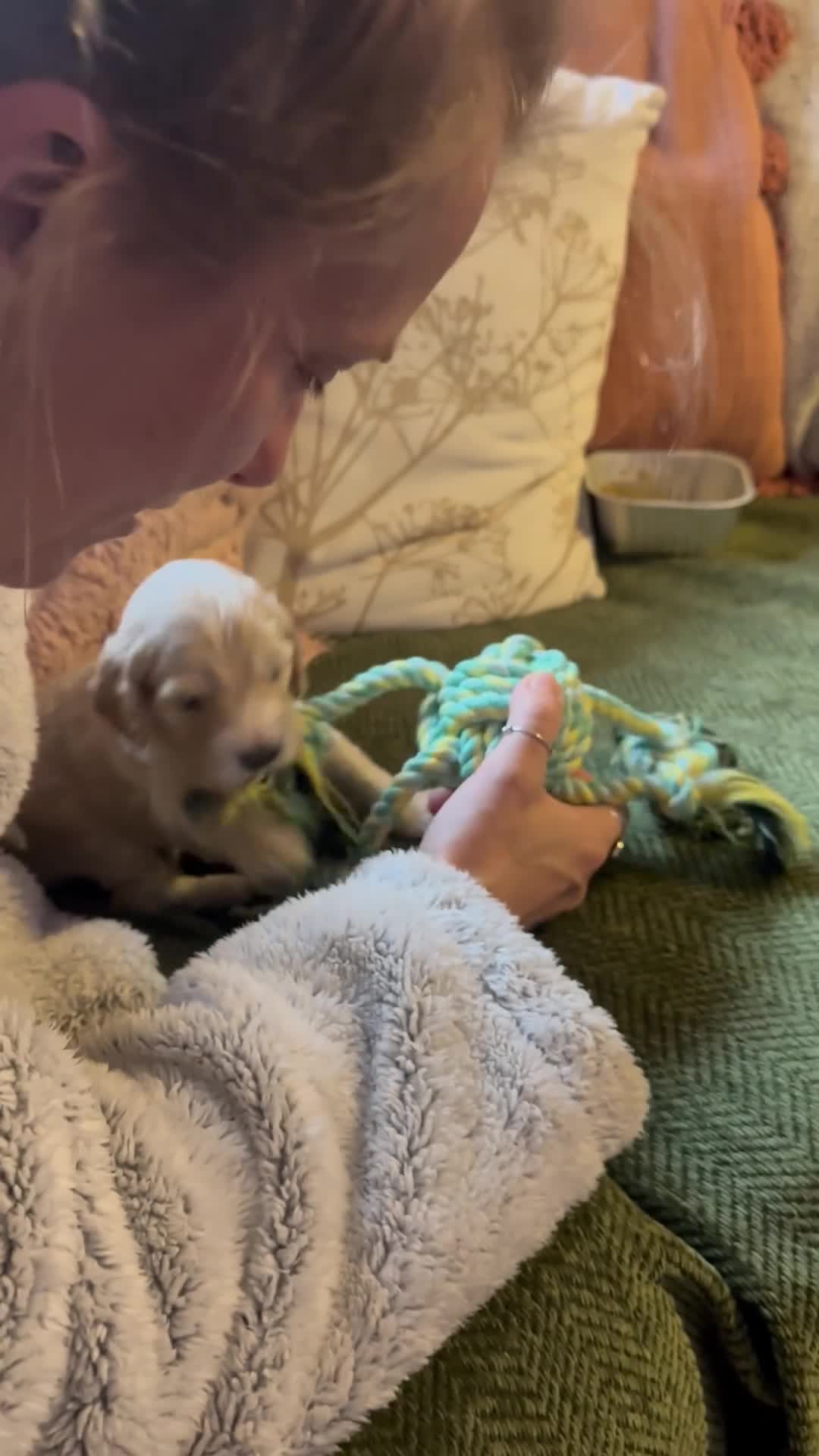 Cockapoo dogs for sale: Cockapoo pups x 4  in Hamilton - Video 3