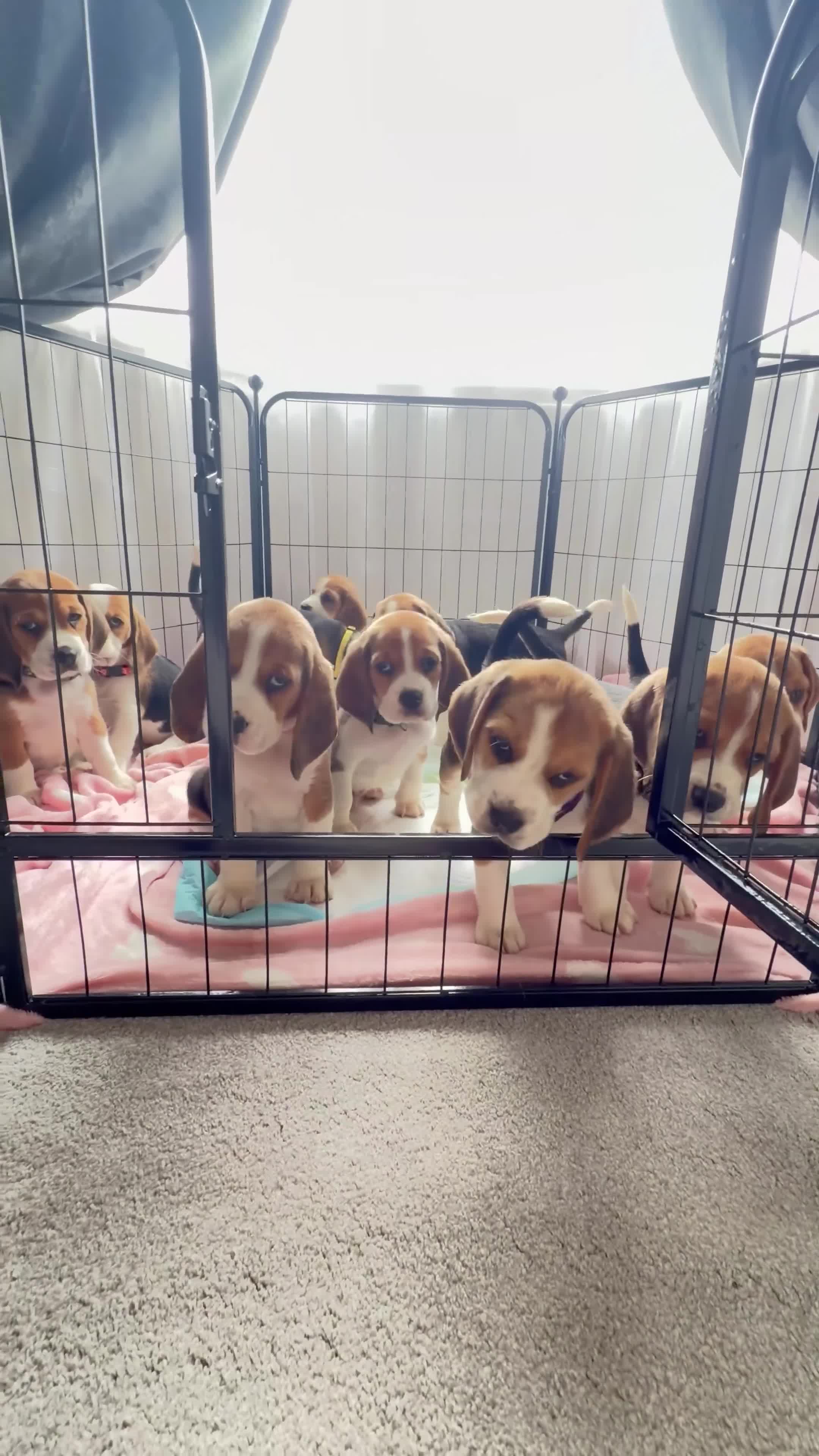 Beagle dogs for sale: 💞BEAUTIFUL BEAGLE PUPPIES 💞 - Video 1