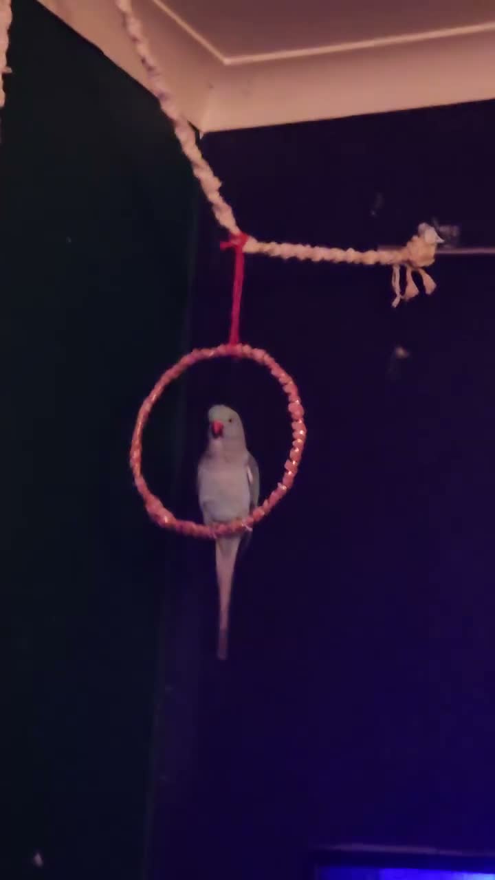 Parrots birds for sale: Male indian ringneck parrot in Doncaster - Video 2