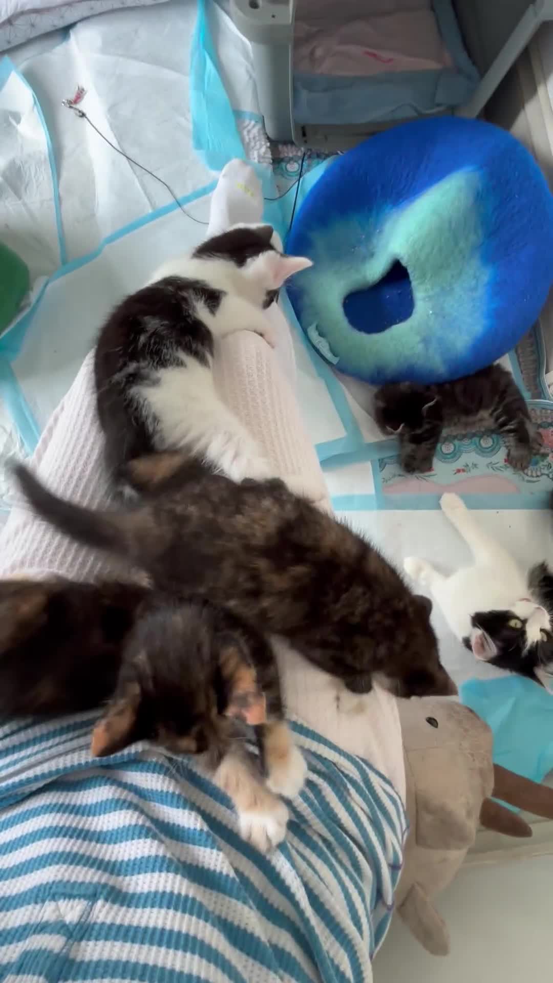 Mixed Breed cats for sale: 5 perfect kittens available  - Video 3