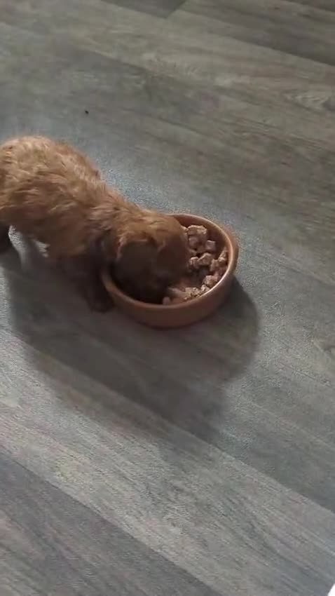Cavapoo dogs for sale: 3 Male F1B Teddy Bear Cavapoo Puppies - Video 1