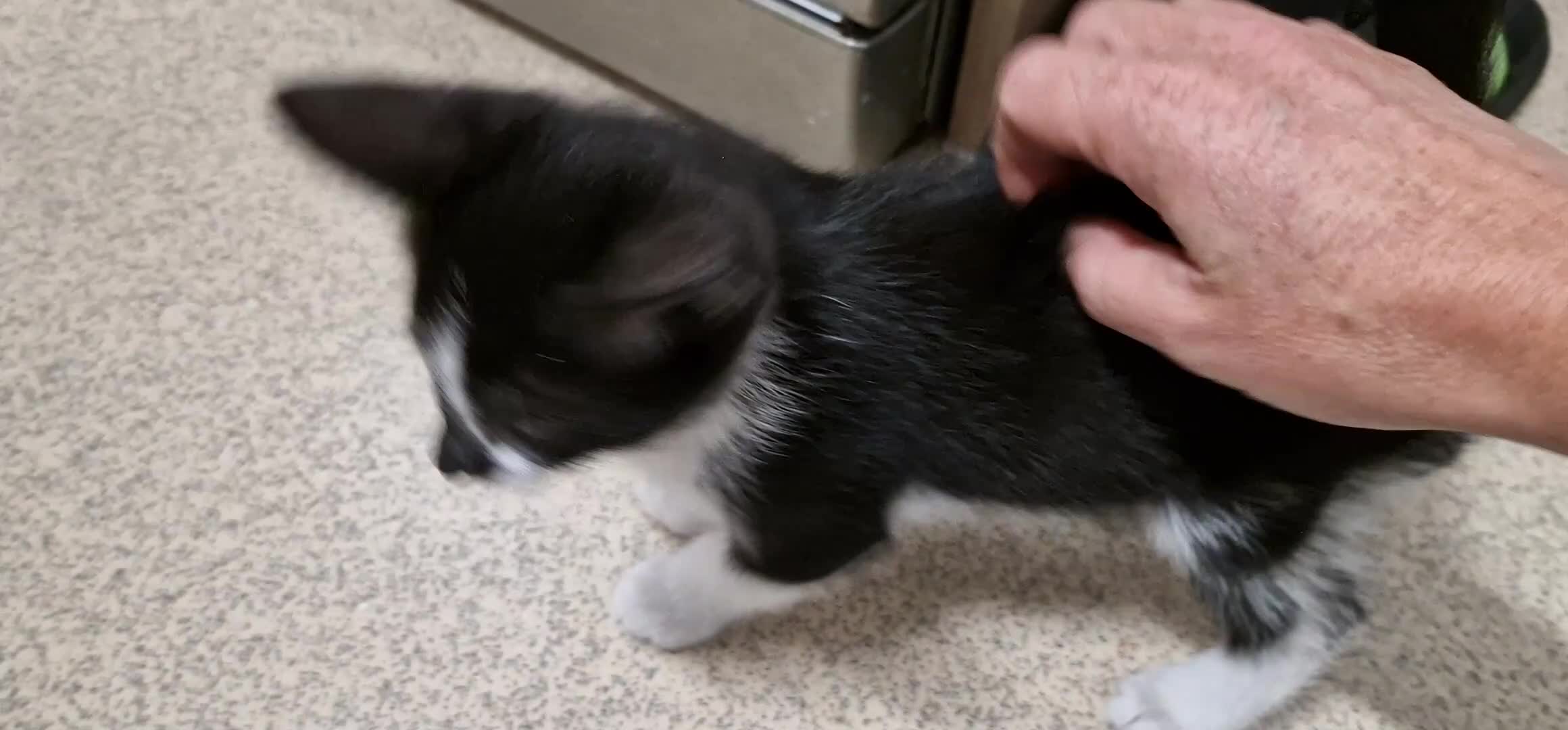 Mixed Breed cats for sale: 8 weeks old kittens ip3 (mum is half maine coon) - Video 1