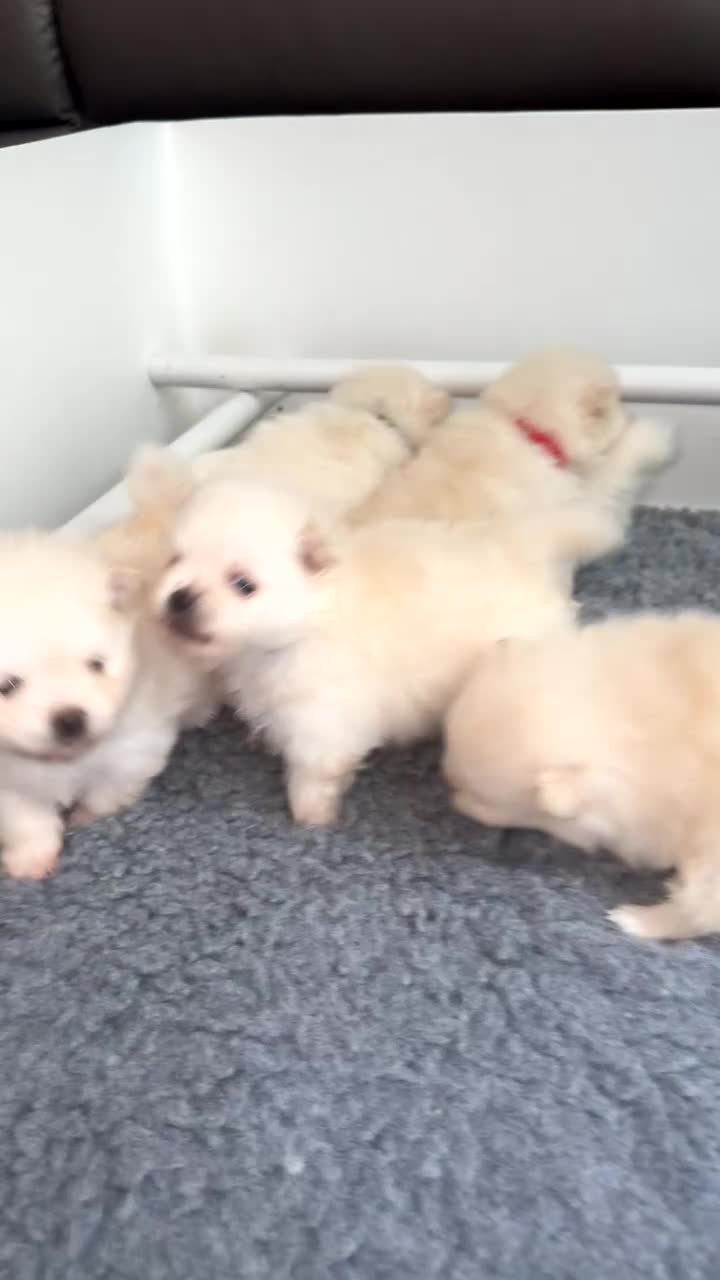 Pomeranian dogs for sale: Beautiful thick coat poms READY to leave next week - Video 2