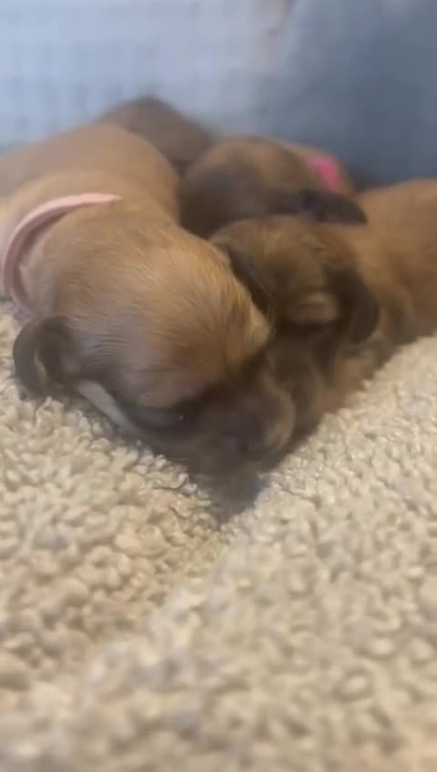 Miniature Dachshund dogs for sale: Reservation list now open! - Video 4