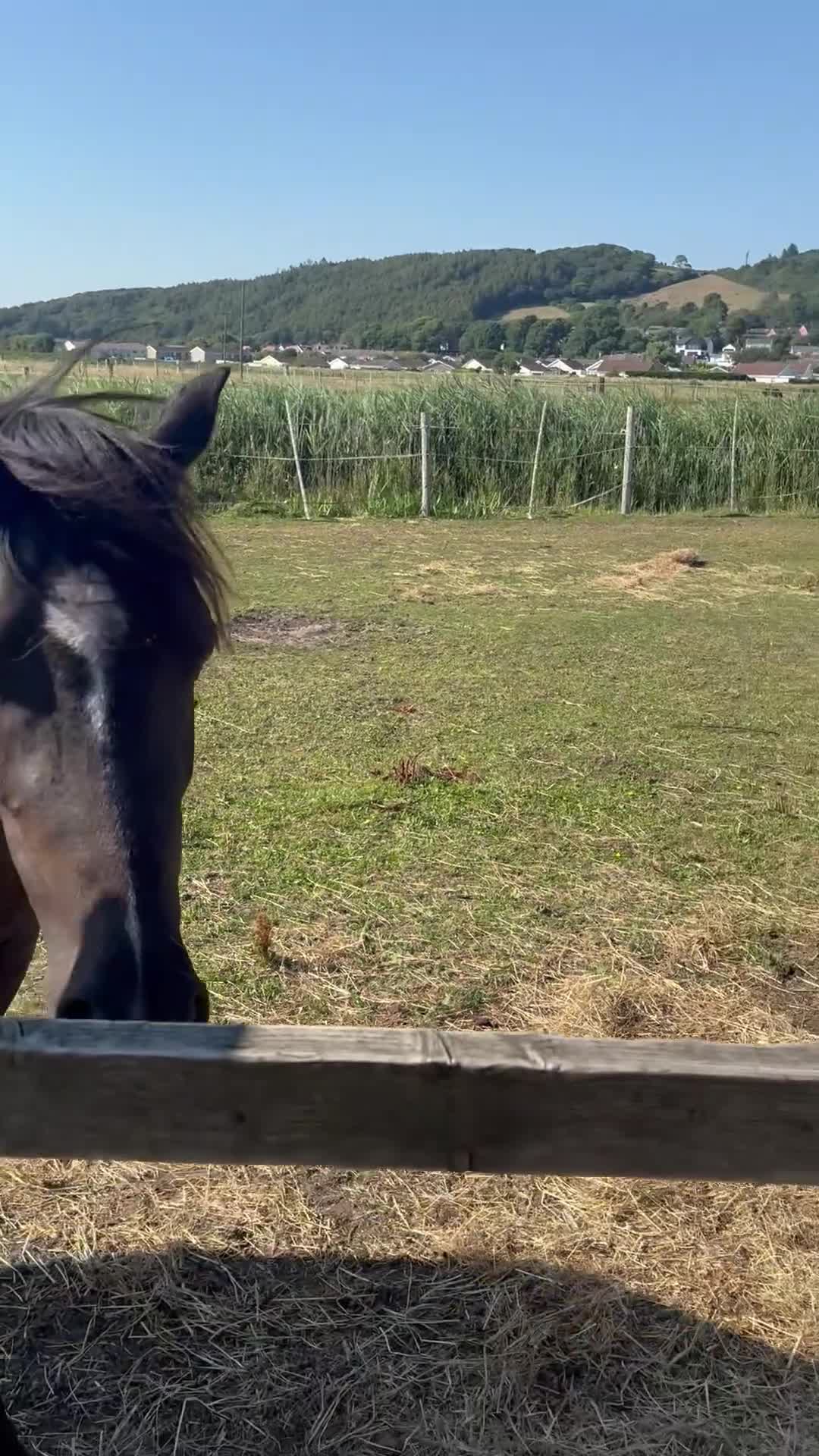 Welsh Section C horses for sale: 3 year old welsh section C mare - Video 1