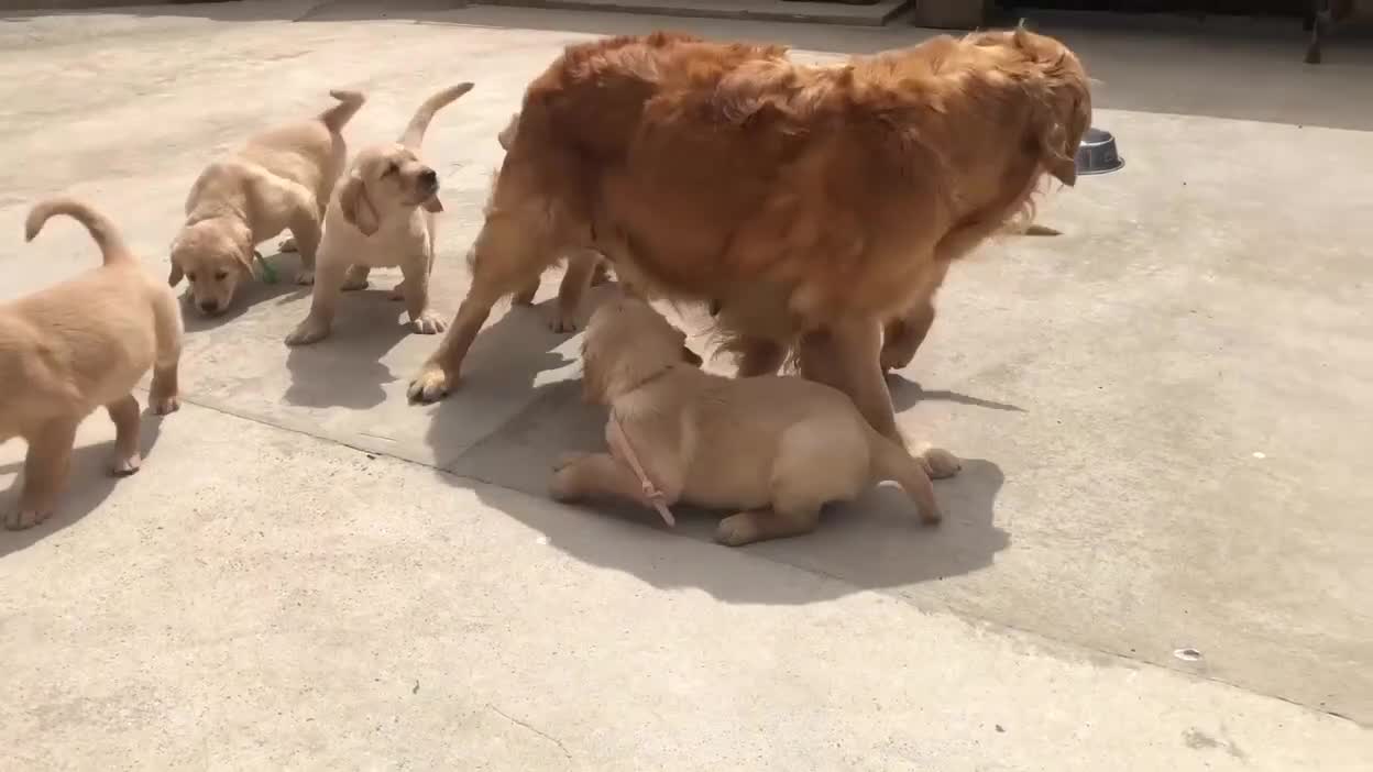 Golden Retriever dogs for sale: KC Reg Dark Red Golden Retriever-100% DNA Tested - Video 1