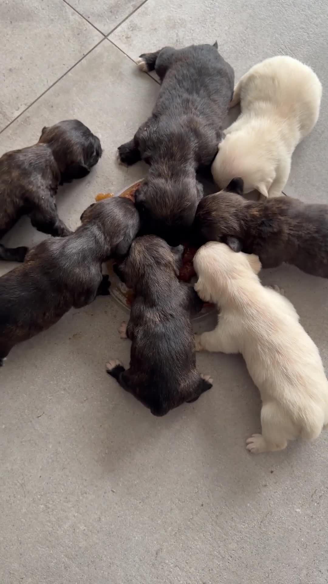 Mixed Breed dogs for sale: West highland terrier cross danishSwedish farm dog - Video 3