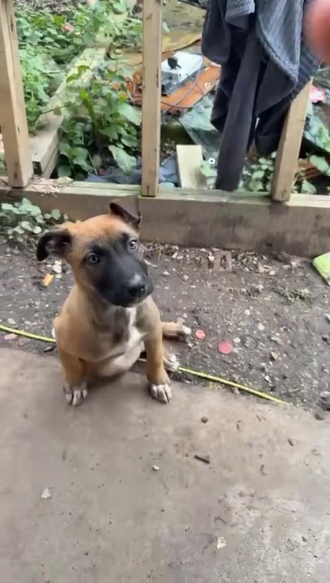 Belgian Shepherd Dog dogs for sale: Dutch shepherd puppy  - Video 1