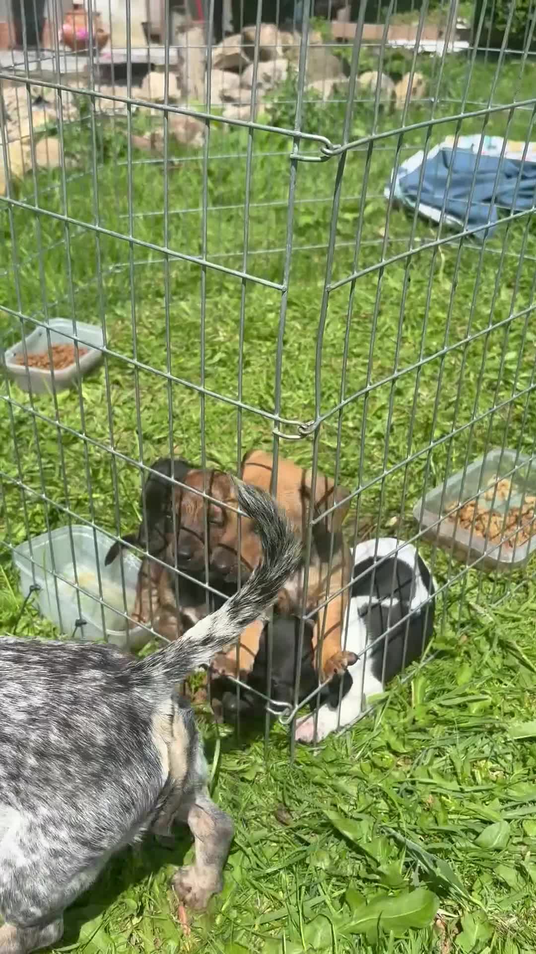 Jack Russell dogs for sale: Jack Russell in Shildon - Video 1