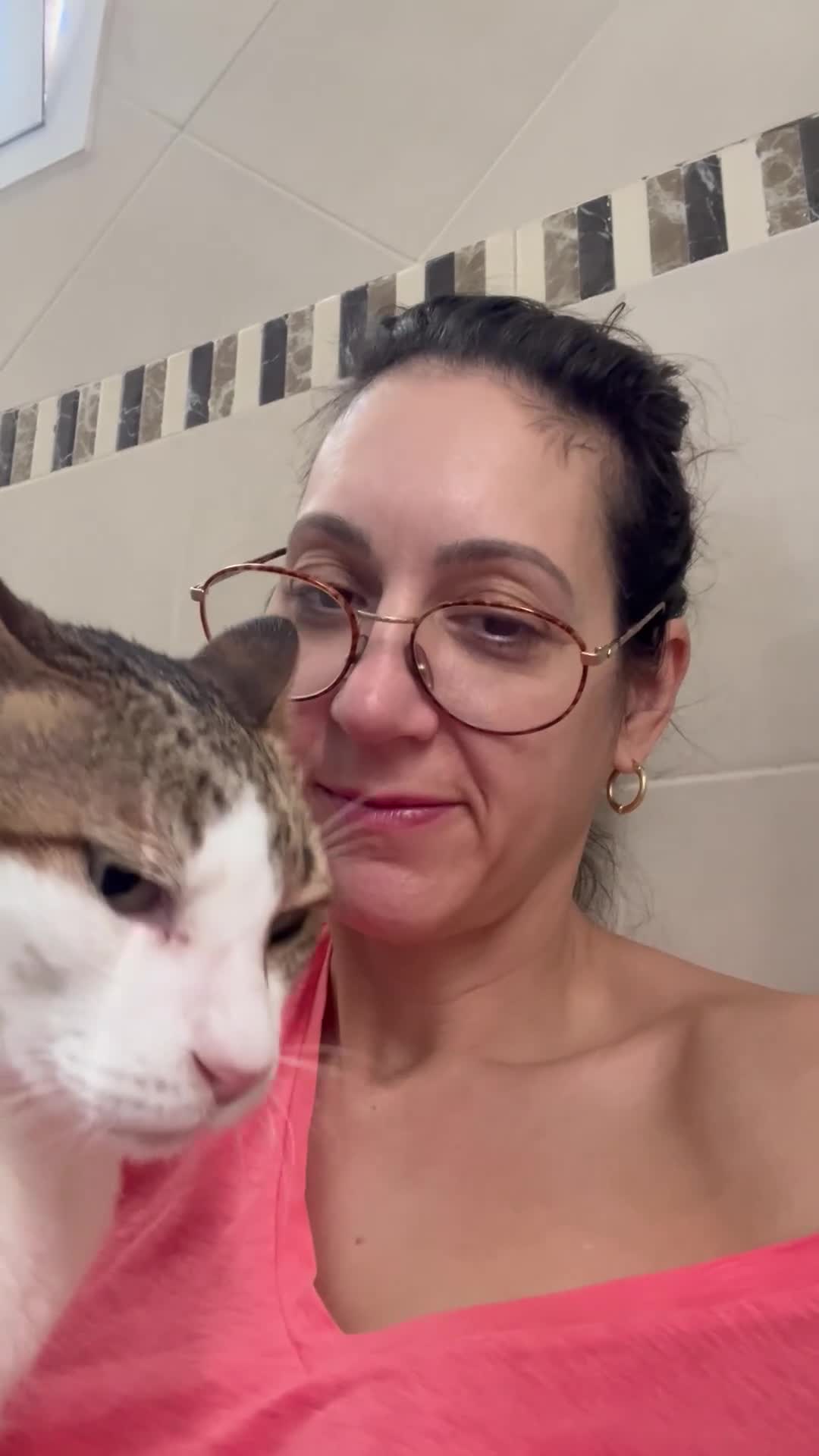 Mixed Breed cats for adoption: Old Soul Seeks Kind Hearted Human - Video 1