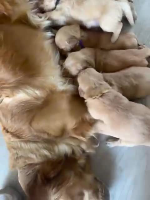 Golden Retriever dogs for sale: MGolden Retriever Puppies – Ready from 12th June - Video 2